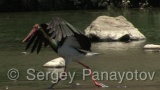 Video of Black Stork - Black Stork hunting fish in Arda river, Bulgaria